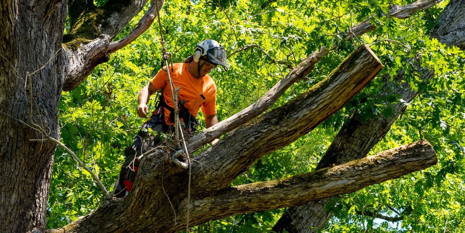 Preserving Nature’s Beauty: Expert Arborist Services for Tree Care and Maintenance