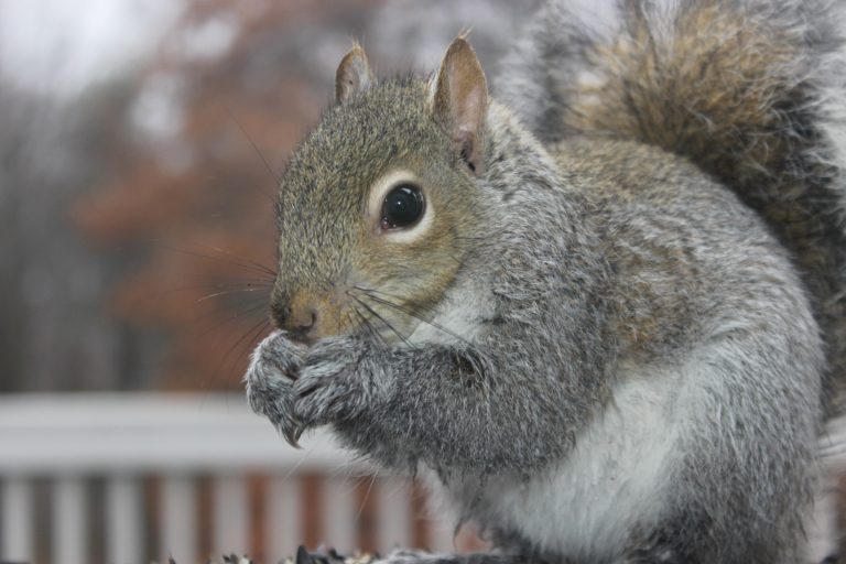 squirrel removal near me 