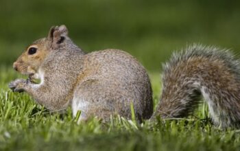 squirrel removal near me