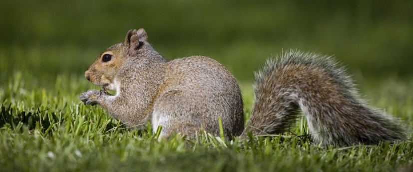 Quick and Reliable Squirrel Removal Near Me: Expert Solutions for Unwanted Guests