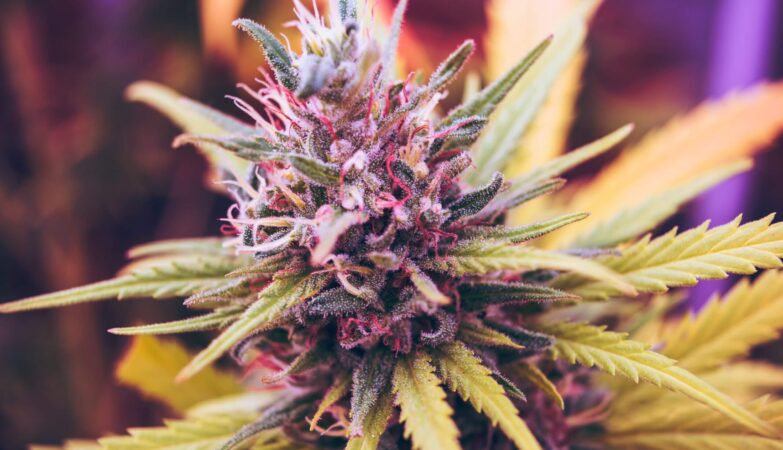 Exploring the Potential of THCA Blunts for Anxiety Relief